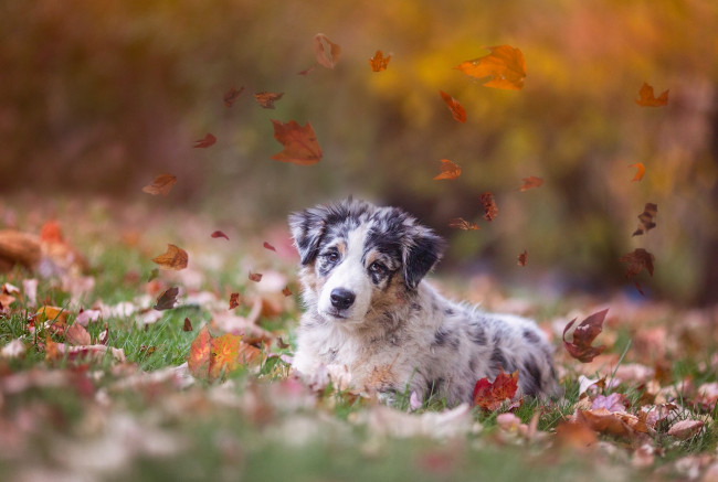 Обои картинки фото животные, собаки, осень, листья, щенок, собака, аусси, австралийская, овчарка