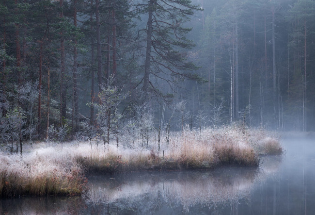 Обои картинки фото природа, лес, река, туман, осень