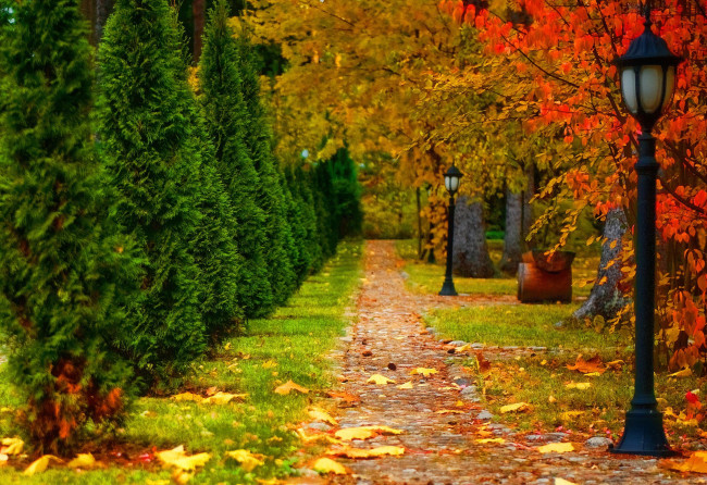 Обои картинки фото природа, парк, кусты, осень, листья, деревья, фонари, дорожки