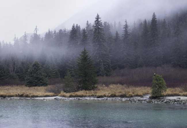 Обои картинки фото природа, реки, озера, туман, река, ели, лес, утро
