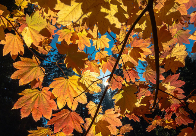 Обои картинки фото природа, листья, autumn, foliage, sun, листва, осень, солнце