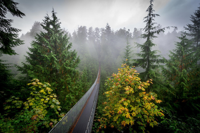 Обои картинки фото природа, дороги, туман, осень, лес, мостик, дымка