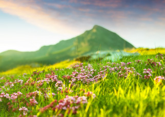 Картинка природа луга весна цветы травка горы