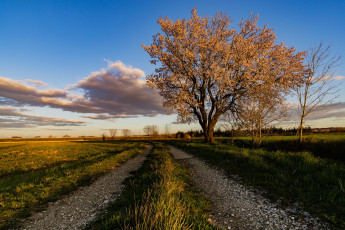 Картинка природа дороги франция небо дорога миндальное дерево