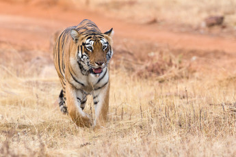 Картинка животные тигры природа животное тигр