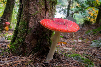 Картинка природа грибы +мухомор лес