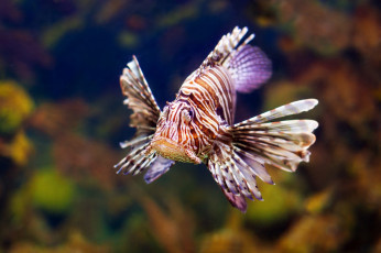 Картинка животные рыбы море морское дно рыба