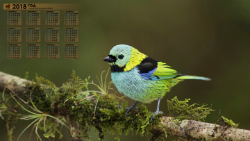 Картинка календари животные 2018 птица