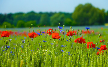 Картинка цветы луговые+ полевые +цветы лепестки луг поле природа маки