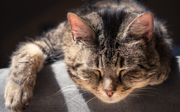 Картинка животные коты спящий кот кошка сон мордочка
