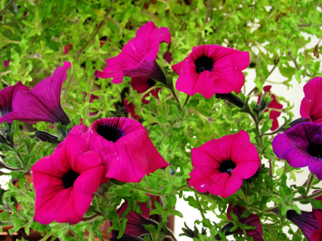 Обои картинки фото цветы, петунии,  калибрахоа, розовый
