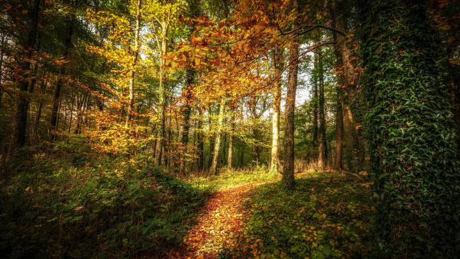Обои картинки фото природа, лес, осень, уэльс, тонгвинлейс, тропинка, деревья