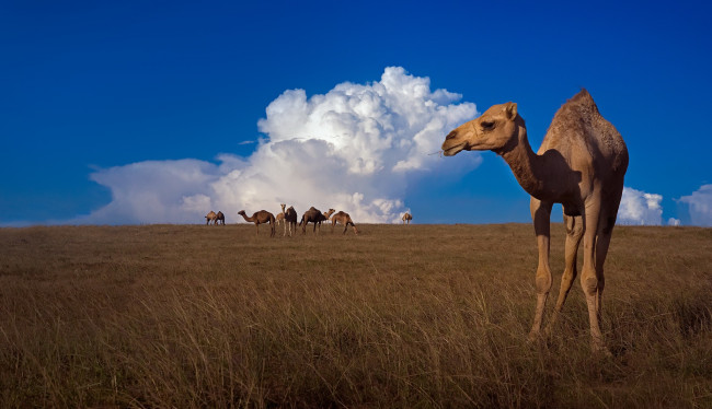 Обои картинки фото животные, верблюды, небо, природа