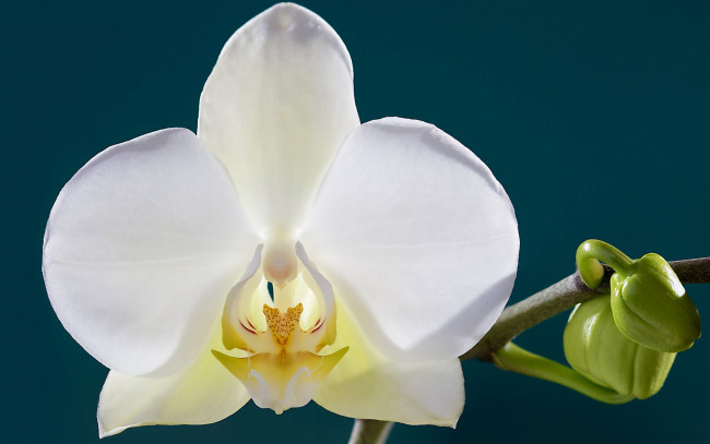 Обои картинки фото цветы, орхидеи, орхидея, цветок, лепестки