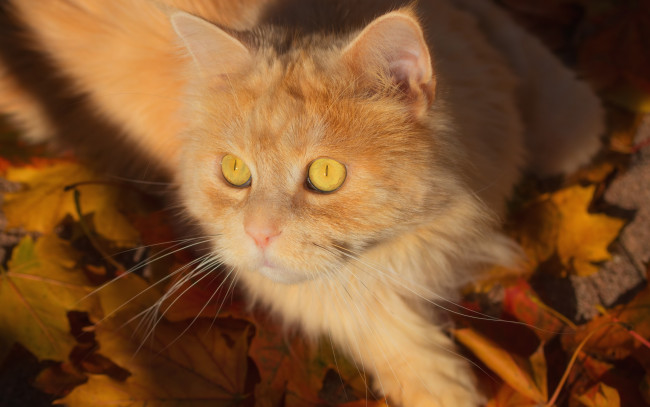 Обои картинки фото животные, коты, котейка, кот, листья, взгляд, рыжий, мордочка