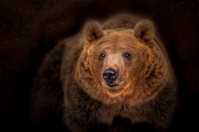 Обои картинки фото животные, медведи, медведь, топтыгин, тёмный, фон, портрет