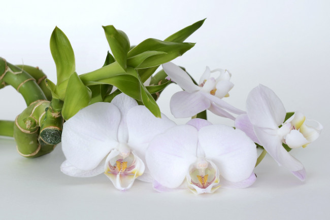 Обои картинки фото цветы, орхидеи, бамбук, орхидея, цветок