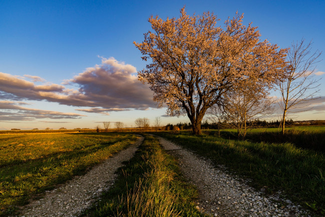 Обои картинки фото природа, дороги, франция, небо, дорога, миндальное, дерево