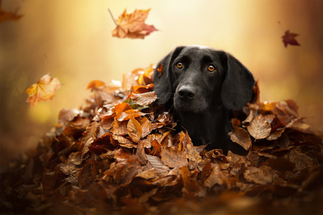Обои картинки фото животные, собаки, укрытие, морда, осень, собака, взгляд, листья
