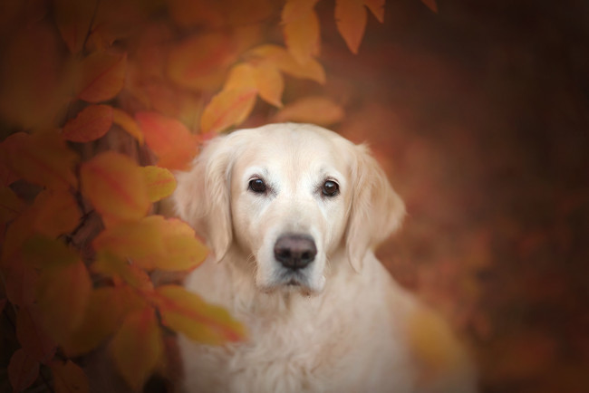 Обои картинки фото животные, собаки, взгляд, морда, листья, боке, осень, собака