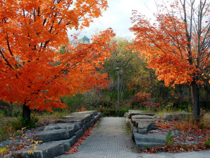 обоя природа, парк, листопад, осень