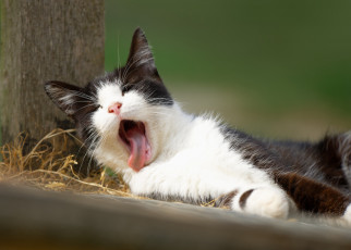 Картинка животные коты котёнок зевает зевок
