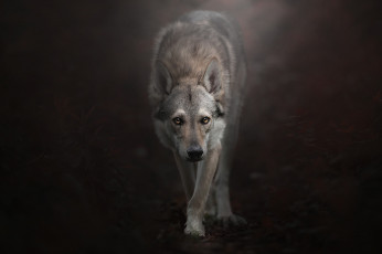 Картинка животные волки +койоты +шакалы взгляд фон Чехословацкий влчак Чехословацкая волчья собака