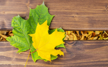 Картинка природа листья дерево осень maple осенние leaves autumn wood клен colorful