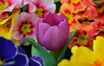 обоя цветы, разные вместе, весна, тюльпан, flowers, spring, tulip, примула, purple, фиолетовый, primrose