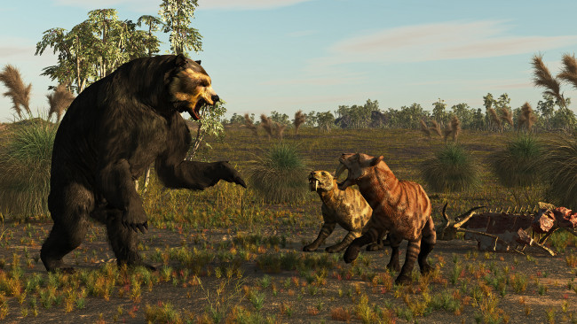Обои картинки фото 3д графика, животные , animals, медведь