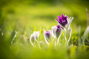 Картинка цветы анемоны +сон-трава сон-трава