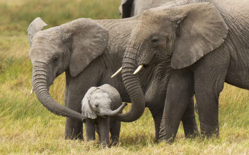 обоя животные, слоны, слон, слоновые, хоботные, млекопитающие, слонёнок