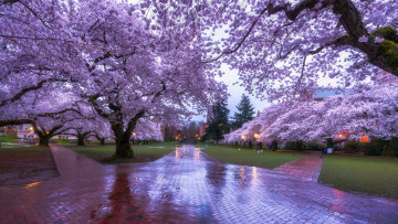 Картинка природа парк аллеи цветущие деревья