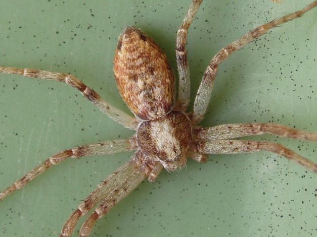 Обои картинки фото spider, животные, пауки