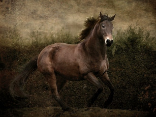 Картинка begonia *** животные лошади