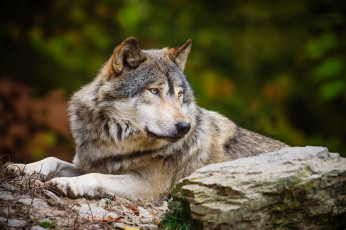 Картинка животные волки серый красавец