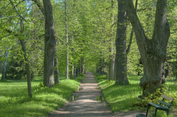 Картинка природа парк деревья дорога