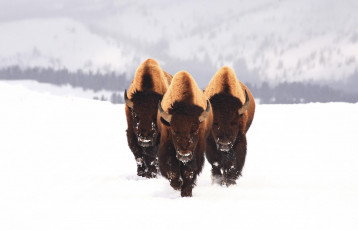 Картинка животные зубры бизоны зубр снег