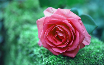 Картинка цветы розы макро