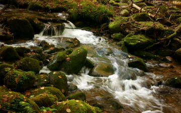 Картинка природа реки озера пороги мох зелень речка камни поток