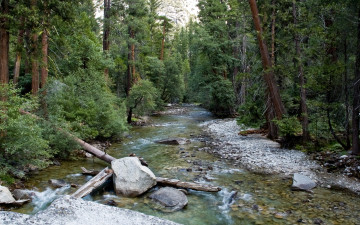 Картинка sequoia national park california природа реки озера река лес
