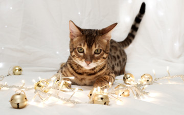 Картинка животные коты кот котэ полосатый украшения гирлянда огни новый год праздник бенгальский