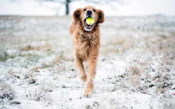 Картинка животные собаки собака игра снег