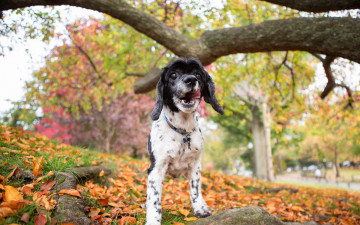 Картинка животные собаки собака природа осень