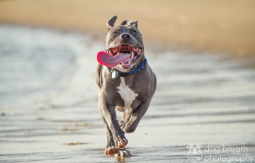 Картинка животные собаки питбультерьер пасть язык бег