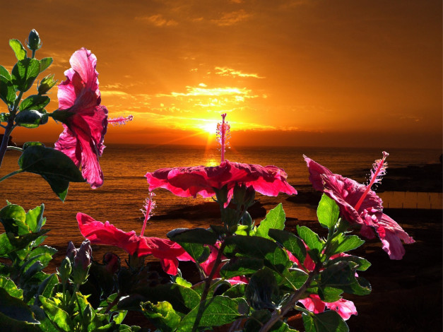 Обои картинки фото цветы, гибискусы, гибискус, закат, солнце, куст