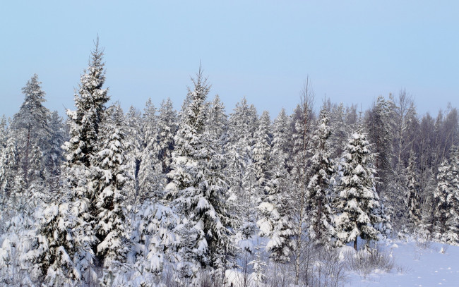 Обои картинки фото природа, зима, лес, елки, снег