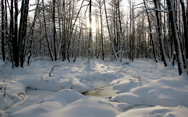 Обои картинки фото природа, зима, лужи, лес, лёд, снег, деревья, солнце