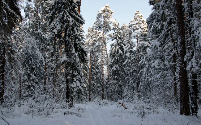 Обои картинки фото природа, зима, солнце, небо, лес, сосны, ели, снег