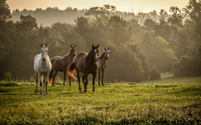 Обои картинки фото животные, лошади, кони, поле, природа